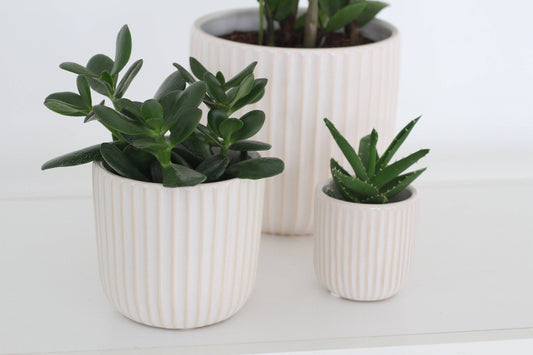 Scallop White and Pinky Beige Ceramic Round Planter Pot
